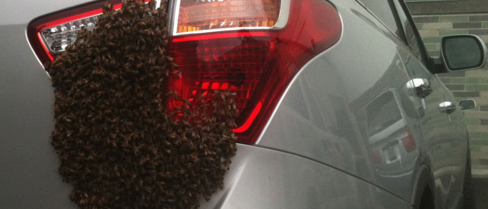 Live Bee Swarm Removal from the trunk of a car.