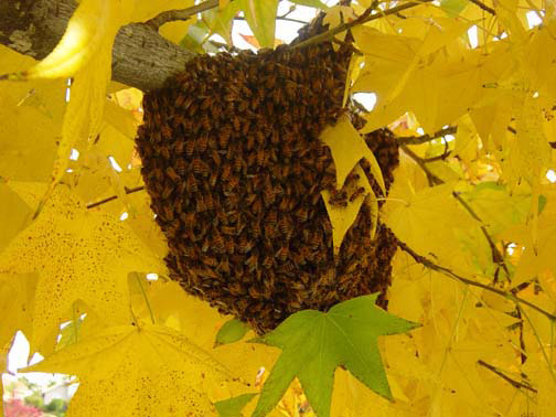 Carson Bee Removal Guys Picture of a 
    swarm we relocated from a tree.