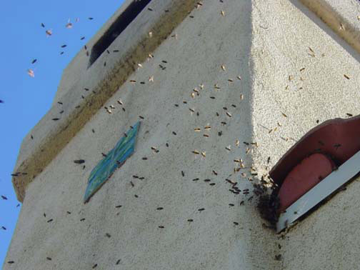 Bee Removal Los Altos This is 
    a picture of a swarm that is in the eave of a house.