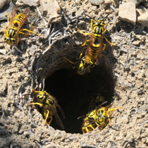 Yellow Jacket Removal Los Altos CA