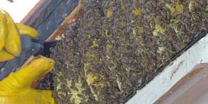 Live Bee Removal Long Beach CA. A large hive in a patio overhang.